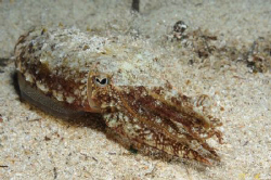 shore night dive by Nadya Kulagina 